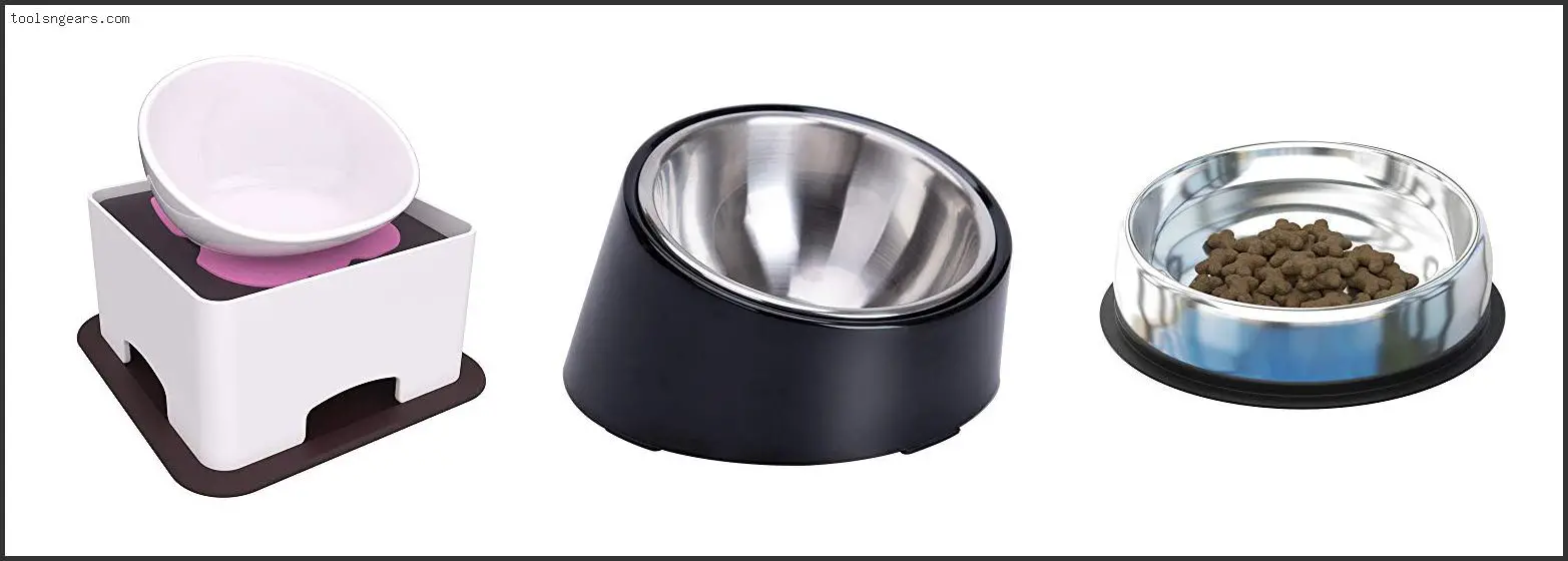 Best Bowls For English Bulldogs