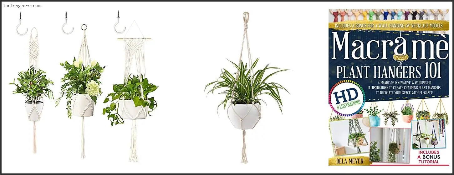 Best Plants For Macrame Hangers