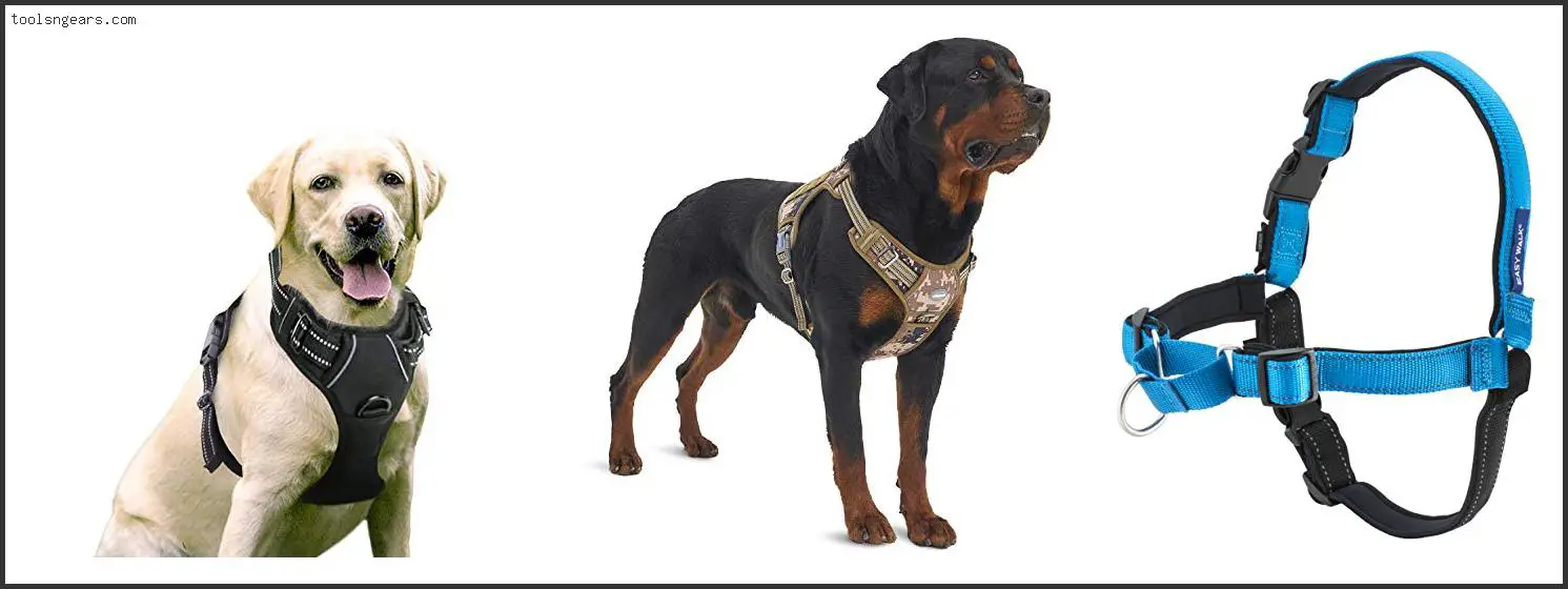 Best Chest Harness For Dogs