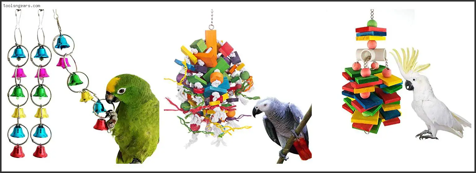Best Toys For Eclectus Parrots