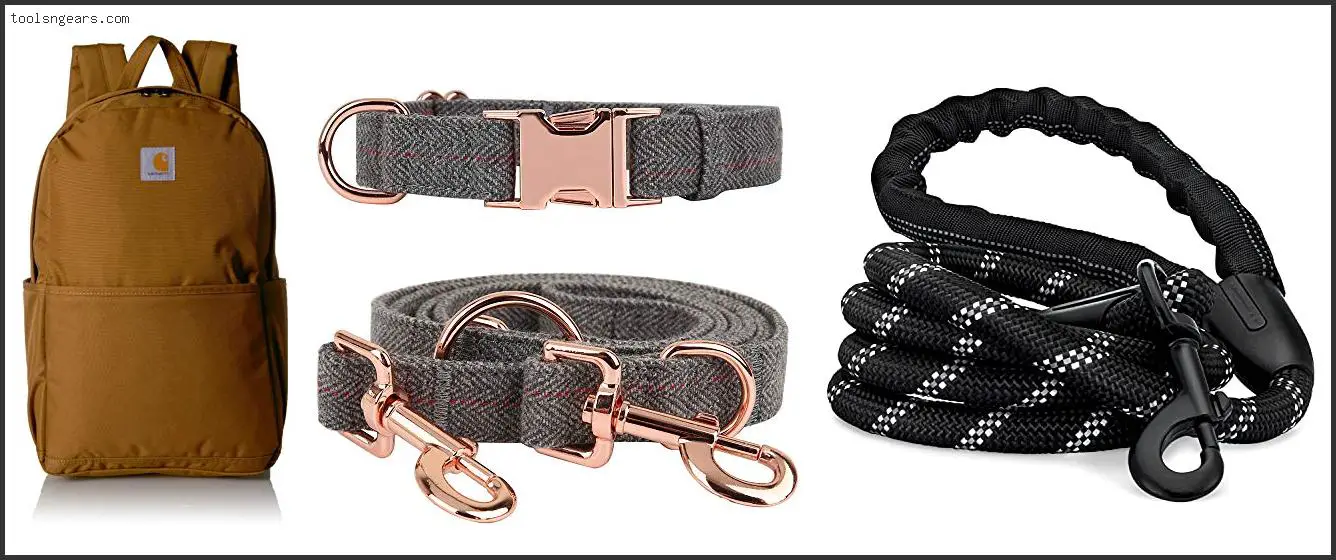 Best Collar And Leash For Husky