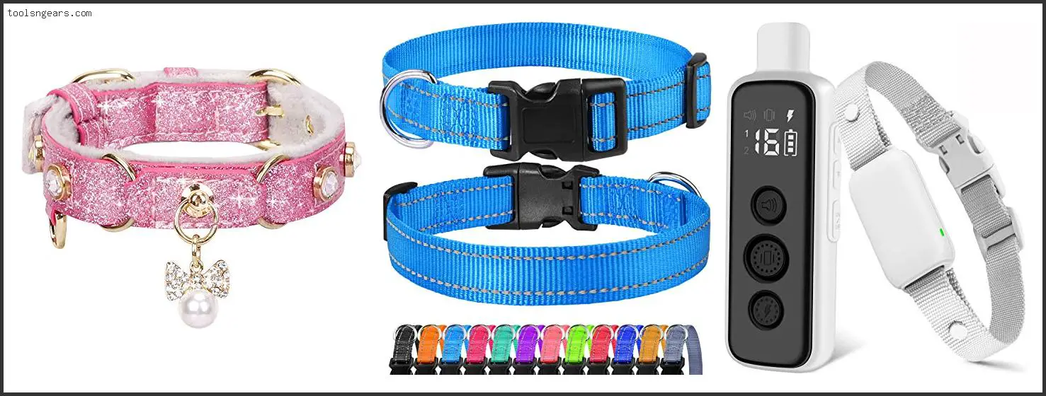 Best Collar For Chihuahua